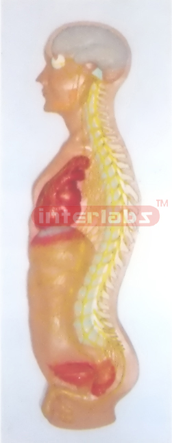 ADVANCED HANGING SPINAL CORD MODEL IN SPINAL CANAL